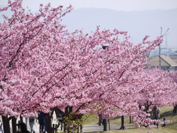 3月16日（土）は、臨時休業になります。サムネイル