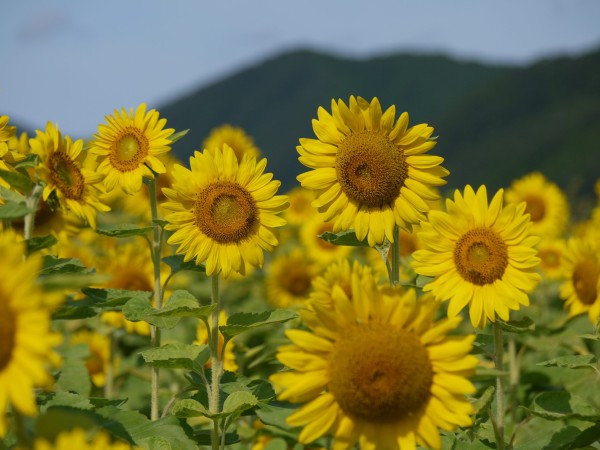 本日の営業+夏季休暇のおしらせサムネイル