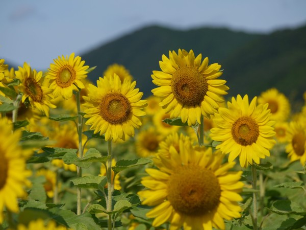 お盆休み（夏休み）の日程についてサムネイル